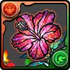 ハイビスカスの星光華