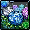 アジサイの星光華